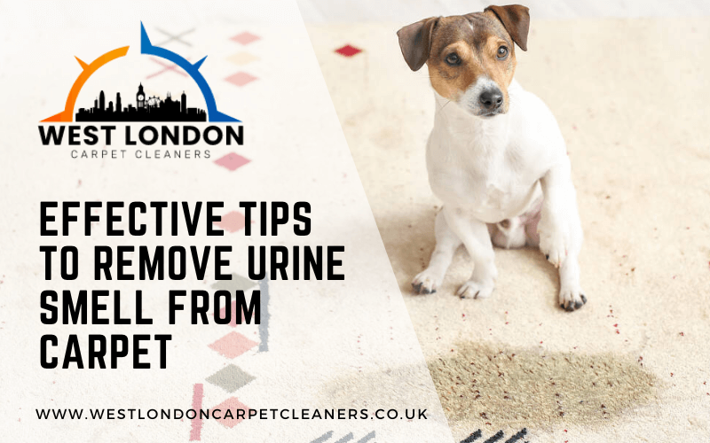 Effective Tips To Remove Urine Smell From Carpet West London